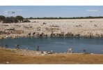 WildEarth-HD655.jpg