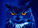 owl_predator_bird_night_yellow_eyes-617372.jpeg