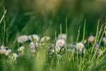 flowers-g28f05bf43_1920.jpg
