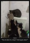 Katzenteam_Fuenf_gegen_einen.jpg
