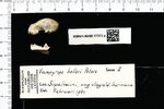 1200px-Naturalis_Biodiversity_Center_-_RMNH.MAM.17372.a_lat_-_Platyrrhinus_helleri_-_skull.jpeg