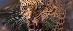 1641380153_big-cat-februar.jpg