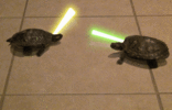 1.gif 1.gif