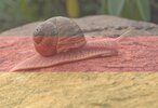 snail-internet-schnewckezdenek-machacek-_9bRrDyOQTQ-unsplash__.jpg