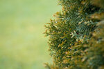 thuja-g891fa7e1c_1920.jpg