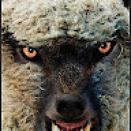 WollePolle