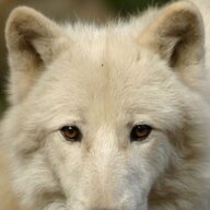 Eiswolf_Timor