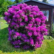 Birkeli