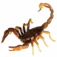 Scorpion_2009