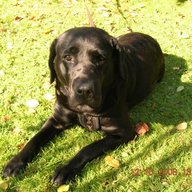 medievil98