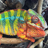 Furcifer