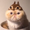 Cookieeeeeeeeeeeeeeeeeeee