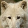 Eiswolf_Timor