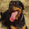 Hundefreund