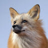 Fuchs96