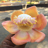 naveenvc