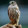 bird2
