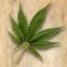 canabisblatt