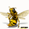 The_Wizz