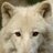 Eiswolf_Timor