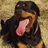 Hundefreund
