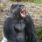 MonkeyKong