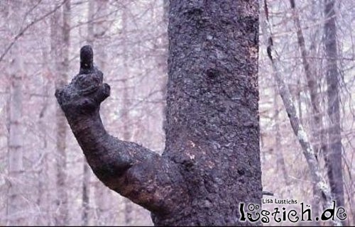 14914-ungewoehnlicher-baum.jpg