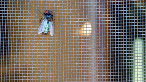 Das-beste-Mittel-um-Insekten-aus-dem-Haus-zu-halten-sind-immer-noch-Fliegengitter.jpg