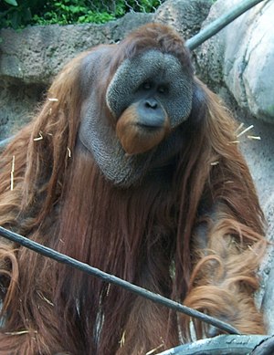 300px-OrangutanP1.jpg