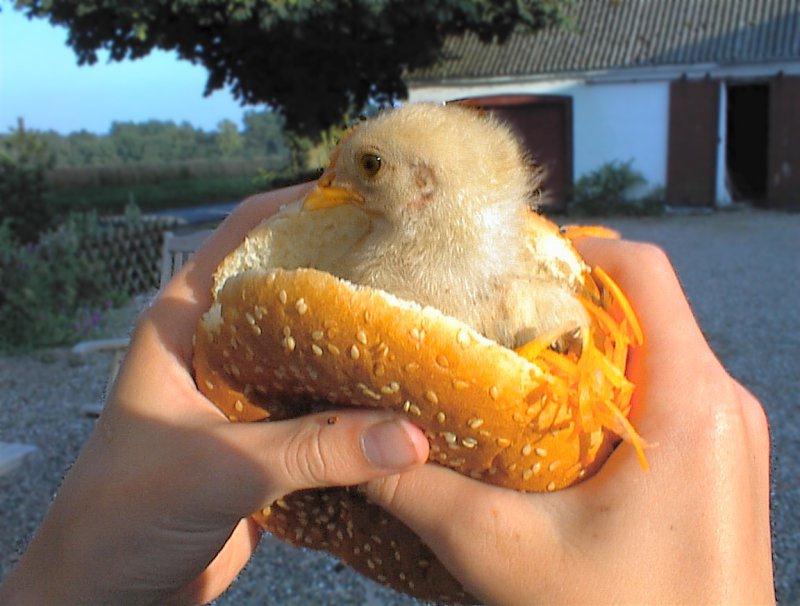 chicken-burger.jpg
